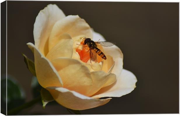 Hoverfly on Rose Canvas Print by Donna Collett