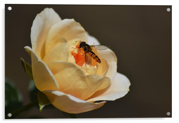 Hoverfly on Rose Acrylic by Donna Collett