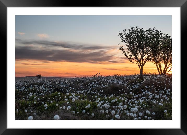 Cotton grass at Windyheads Framed Mounted Print by Fiona McRae
