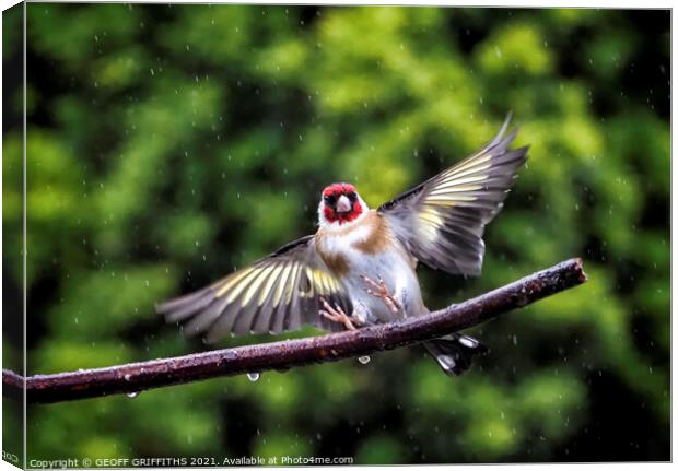 Goldfinch, flying in the rain Canvas Print by GEOFF GRIFFITHS