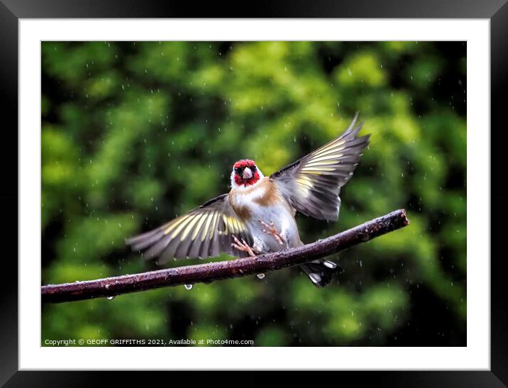 Goldfinch, flying in the rain Framed Mounted Print by GEOFF GRIFFITHS