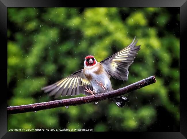 Goldfinch, flying in the rain Framed Print by GEOFF GRIFFITHS