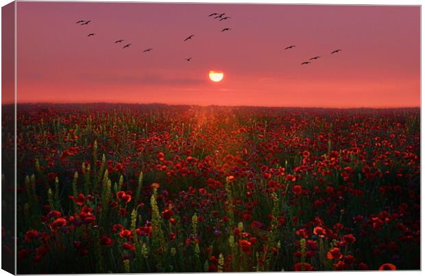Poppy Sunset Canvas Print by David Neighbour