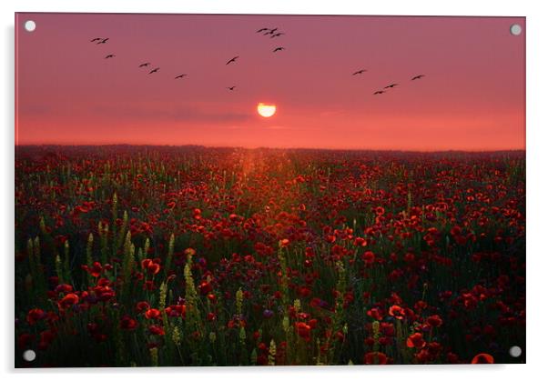 Poppy Sunset Acrylic by David Neighbour
