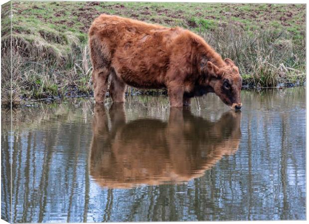 A brown cow standing in water Canvas Print by Marg Farmer
