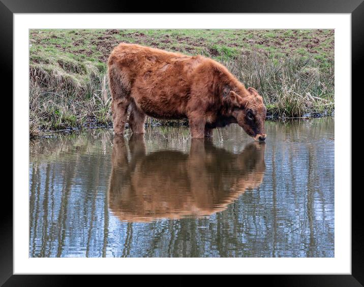 A brown cow standing in water Framed Mounted Print by Marg Farmer