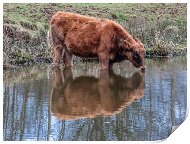 A brown cow standing in water Print by Marg Farmer