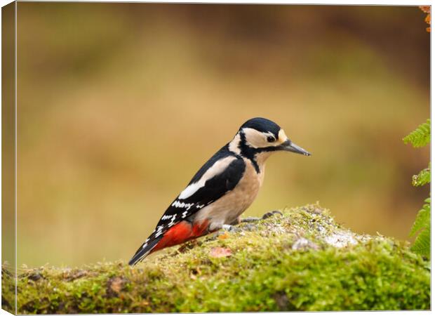 Great Spotted Woodpecker Canvas Print by Tommy Dickson