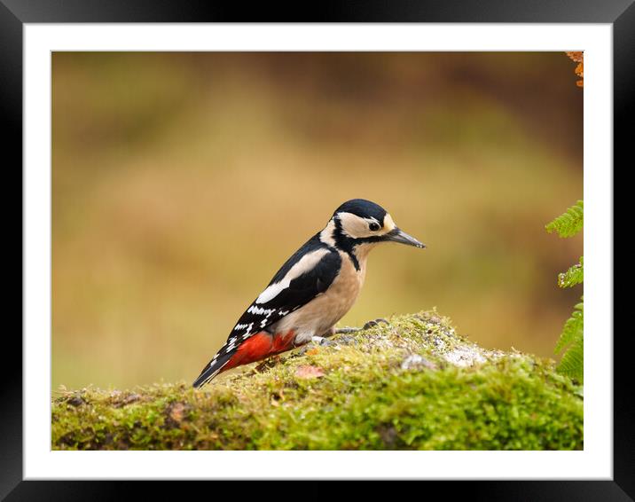Great Spotted Woodpecker Framed Mounted Print by Tommy Dickson