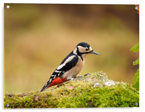 Great Spotted Woodpecker Acrylic by Tommy Dickson