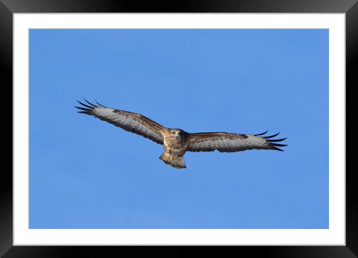 Common Buzzard in flight. Framed Mounted Print by Tommy Dickson