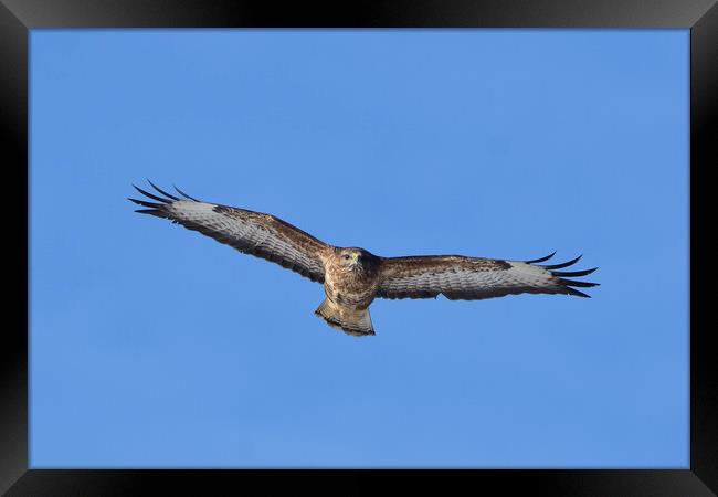 Common Buzzard in flight. Framed Print by Tommy Dickson