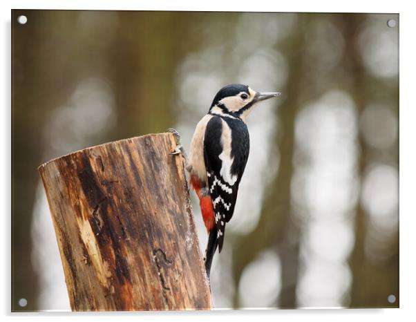 Great Spotted Woodpecker Acrylic by Tommy Dickson
