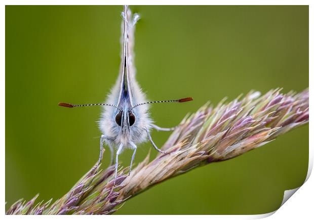 Common blue butterfly  Print by chris smith
