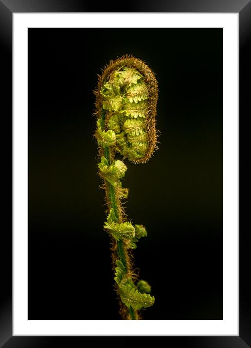 Fern Framed Mounted Print by chris smith