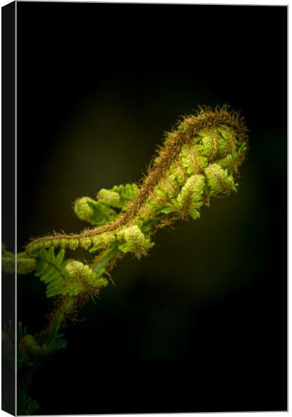 Fern Canvas Print by chris smith