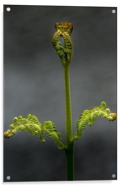 Fern Acrylic by chris smith