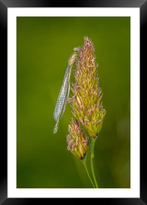 damselfly Framed Mounted Print by chris smith