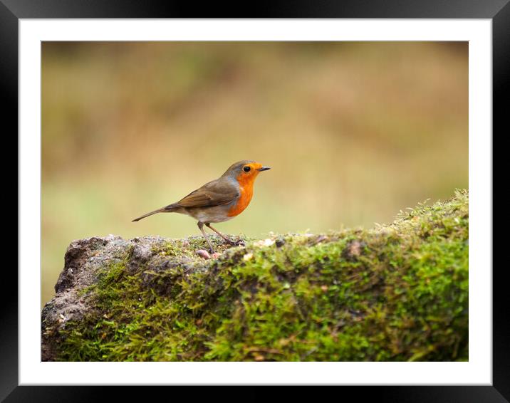 European Robin Framed Mounted Print by Tommy Dickson