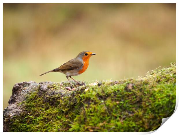 European Robin Print by Tommy Dickson