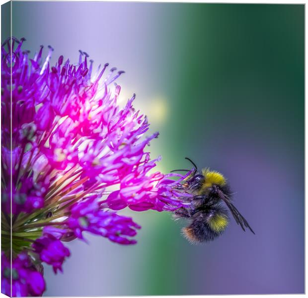 Allium with a bee Canvas Print by chris smith
