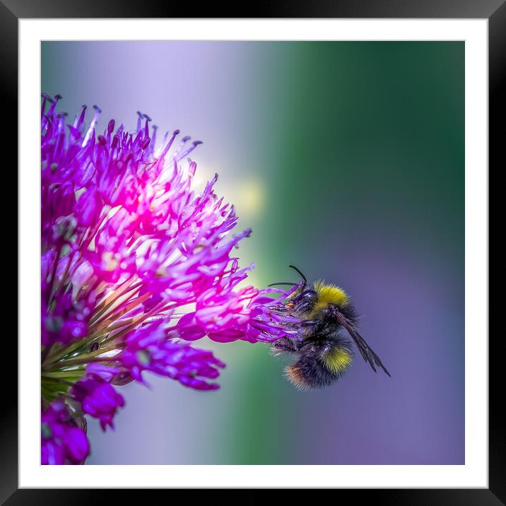Allium with a bee Framed Mounted Print by chris smith