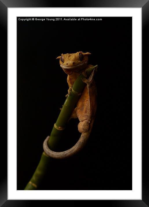 Harry The Crestie Framed Mounted Print by George Young