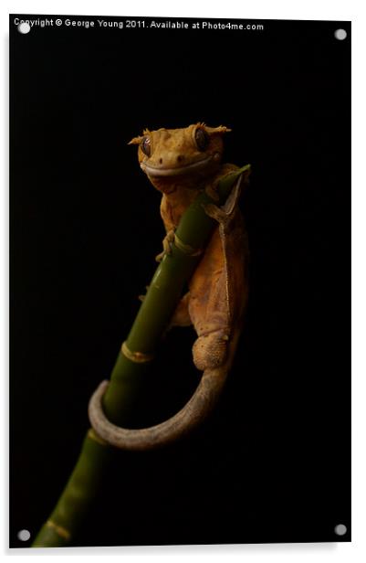 Harry The Crestie Acrylic by George Young