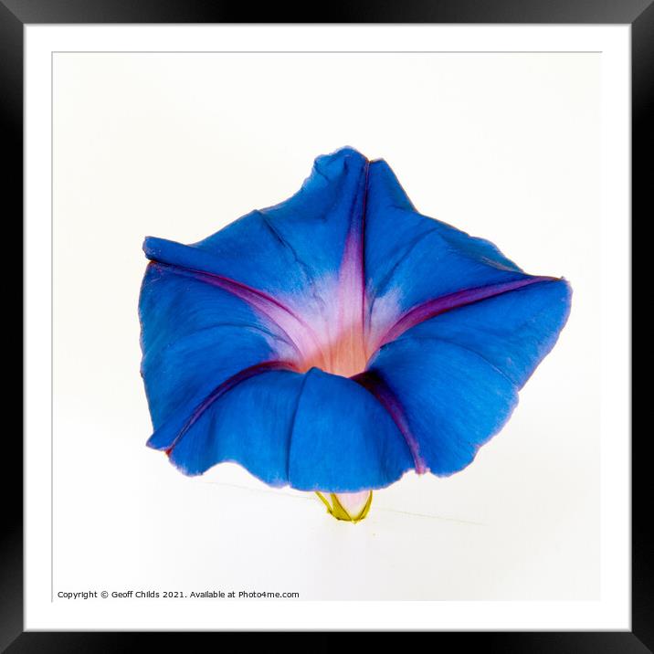 Purple Morning Glory, climbing flower.  Framed Mounted Print by Geoff Childs