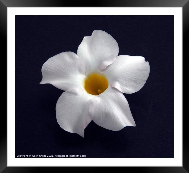 Pretty white wildflower closeup on black. Framed Mounted Print by Geoff Childs