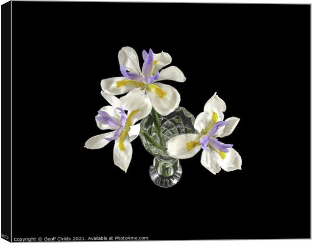 Three isolated Wild Iris flowers closeup. Canvas Print by Geoff Childs
