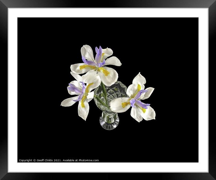 Three isolated Wild Iris flowers closeup. Framed Mounted Print by Geoff Childs