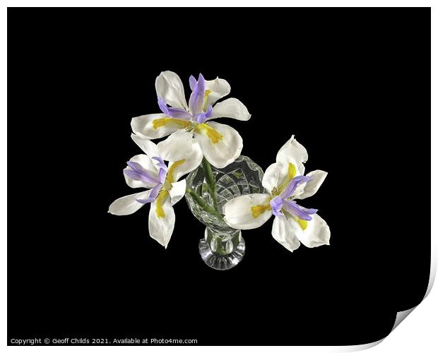 Three isolated Wild Iris flowers closeup. Print by Geoff Childs