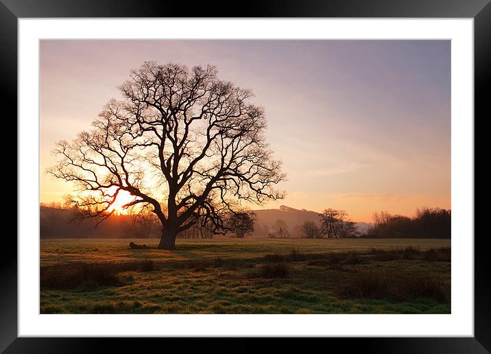 Old Oak Sunrise. Bishops Tawnton Framed Mounted Print by Andrew Wheatley