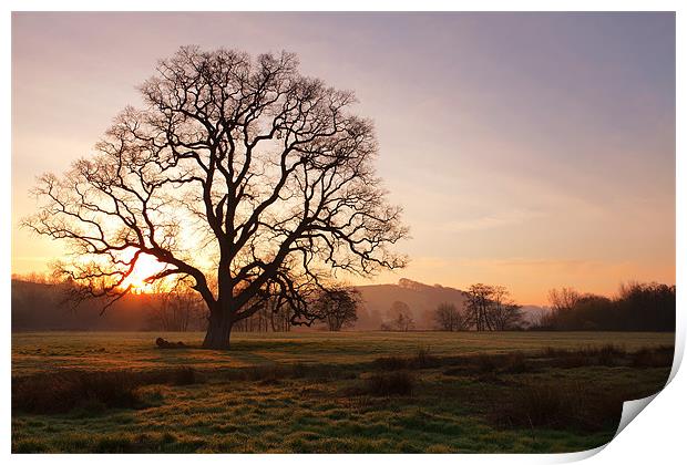 Old Oak Sunrise. Bishops Tawnton Print by Andrew Wheatley