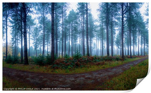 Misty woodland 374  Print by PHILIP CHALK