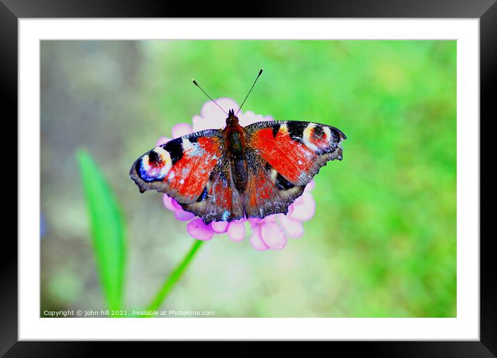 European Peacock Butterfly. Framed Mounted Print by john hill