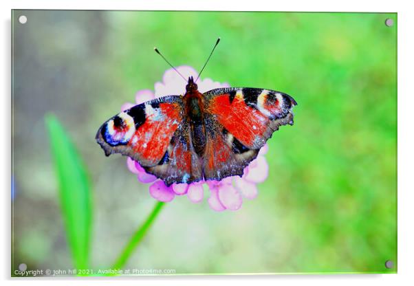 European Peacock Butterfly. Acrylic by john hill