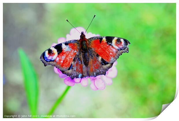 European Peacock Butterfly. Print by john hill