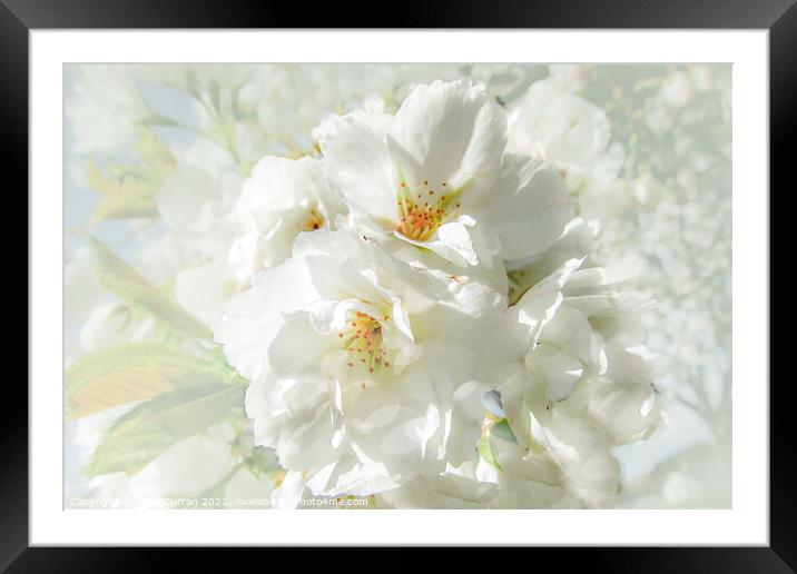 A Delicate White Confetti Shower Framed Mounted Print by Beryl Curran