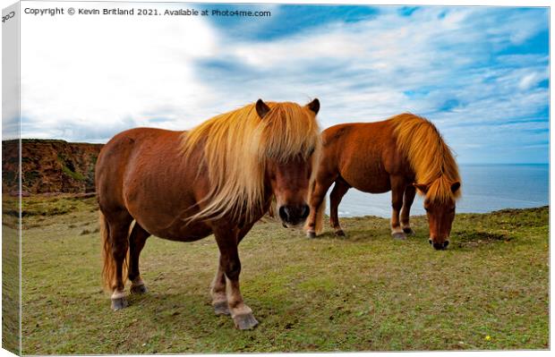 wild ponies grazing Canvas Print by Kevin Britland