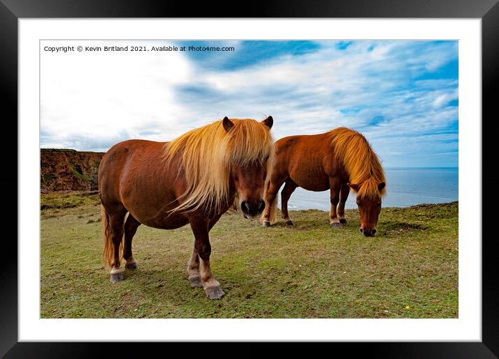 wild ponies grazing Framed Mounted Print by Kevin Britland
