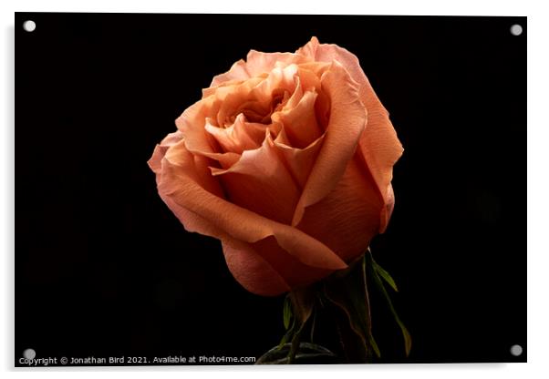 Orange Rose Acrylic by Jonathan Bird