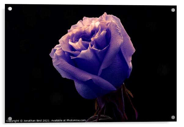 Lavender Rose Acrylic by Jonathan Bird