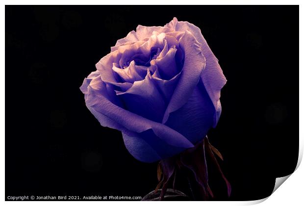 Lavender Rose Print by Jonathan Bird
