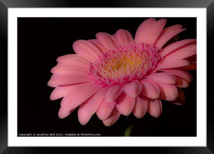 Pink Daisy #1 Framed Mounted Print by Jonathan Bird