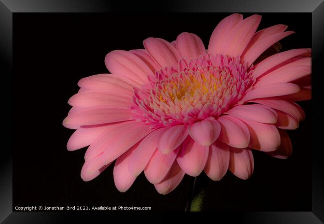 Pink Daisy #1 Framed Print by Jonathan Bird