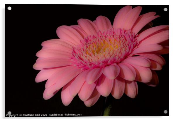 Pink Daisy #1 Acrylic by Jonathan Bird