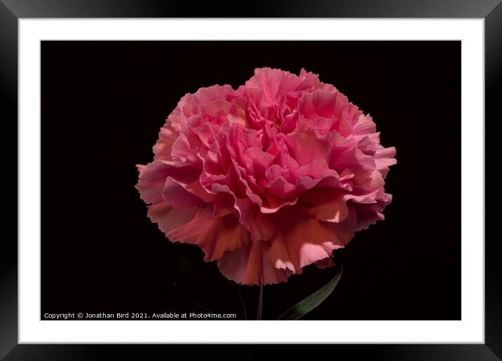 Pink Carnation Framed Mounted Print by Jonathan Bird