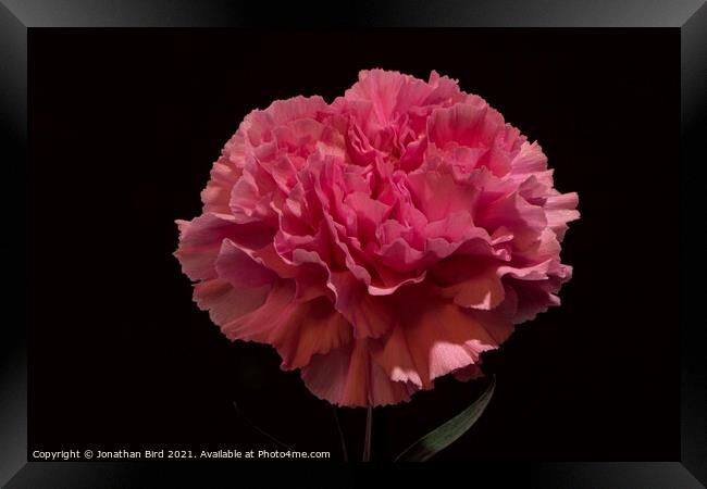 Pink Carnation Framed Print by Jonathan Bird